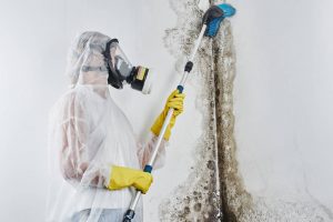 The Ultimate Guide To Mould Removal In Hervey Bay